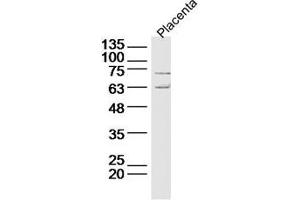 Lane 1: Mouse placenta lysate probed with Deltex 1 Polyclonal Antibody Unconjugated  at 1:300 overnight at 4˚C. (Deltex Homolog 1 Antikörper  (AA 351-450))