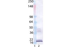 Western Blot analysis of : Lane 1: MW Marker, Lane 2: IL-33 (human), (recombinant), . (IL-33 Antikörper  (AA 112-270))