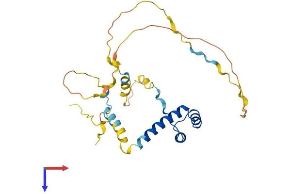 EMX2 Protein (AA 1-252) (His tag)