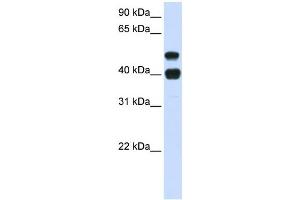 Western Blotting (WB) image for anti-Ubiquitin Specific Peptidase 22 (USP22) antibody (ABIN2460039) (USP22 Antikörper)