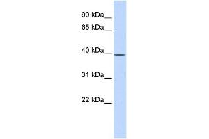 MAT2B antibody used at 1 ug/ml to detect target protein.