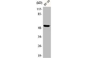 Western Blot analysis of HT29 cells using Phospho-p53 (S15) Polyclonal Antibody (p53 Antikörper  (pSer15))