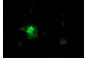 Anti-FGF21 mouse monoclonal antibody (ABIN2454549) immunofluorescent staining of COS7 cells transiently transfected by pCMV6-ENTRY FGF21 (RC204538). (FGF21 Antikörper  (AA 29-209))