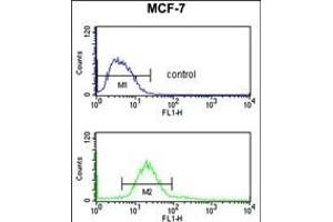 CDIPT Antibody (Center) (ABIN652986 and ABIN2842627) flow cytometry analysis of MCF-7 cells (bottom histogram) compared to a negative control cell (top histogram). (CDIPT Antikörper  (AA 99-125))