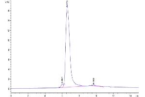 The purity of Human MSR1 is greater than 95 % as determined by SEC-HPLC. (Macrophage Scavenger Receptor 1 Protein (MSR1) (AA 77-451) (His tag))