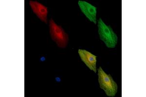 ABIN7096990 and ABIN7101057 staining  cells by IF/ICC. (ADSSL1 Antikörper)