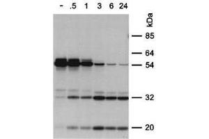 Anti-PPCA Antibody - Immunoprecipitation Pulse-chase labeling.