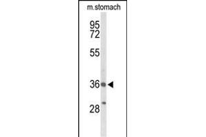 Western blot analysis of BRS3 Antibody (Center) (ABIN653428 and ABIN2842872) in mouse stomach tissue lysates (35 μg/lane). (BRS3 Antikörper  (AA 239-268))