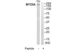 Western blot analysis of extracts from HeLa cells, using MYO5A antibody. (MYO5A Antikörper  (C-Term))