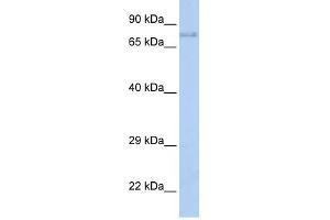 IGF1R antibody (70R-10422) used at 0.