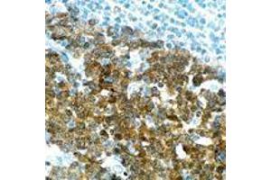 Immunohistochemical staining for paraffin-embedded human tonsil section using POU2AF1 monoclonal antibody, clone TG14 .