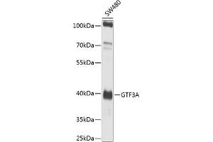Western blot analysis of extracts of SW480 cells, using GTF3A antibody (ABIN6135169, ABIN6141516, ABIN6141517 and ABIN6224485) at 1:1000 dilution. (GTF3A Antikörper  (AA 1-100))