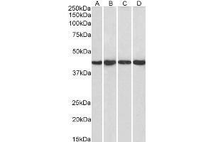 ABIN185050 (1µg/ml) staining of HeLa (A), HepG2 (B), Jurkat (C) and NIH3T3 (D) nuclear lysate (35µg protein in RIPA buffer). (PPP1R8 Antikörper  (C-Term))