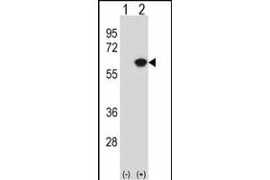 Western blot analysis of NL1 (arrow) using rabbit polyclonal NL1 Antibody 920b. (NAP1L1 Antikörper  (N-Term))