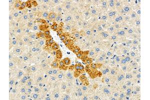 ABIN6264412 and ABIN6276690 at 1/100 staining Mouse liver tissue by IHC-P. (Peroxiredoxin 4 Antikörper  (C-Term))