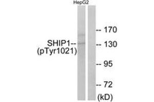 Western blot analysis of extracts from HepG2 cells treated with TNF 200NG/ML 30', using SHIP1 (Phospho-Tyr1021) Antibody. (INPP5D Antikörper  (pTyr1021))