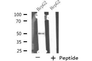 NIM1 Antikörper  (C-Term)