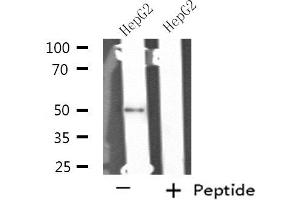 Western blot analysis of extracts from HepG2 cells using NIM1 antibody. (NIM1 Antikörper  (C-Term))
