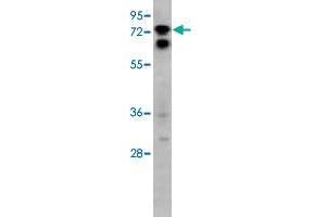 Western blot analysis of HeLa cell lysate (35 ug/lane) with SIGLEC10 polyclonal antibody . (SIGLEC10 Antikörper  (C-Term))