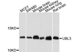 Western blot analysis of extracts of various cell lines, using UBL3 antibody (ABIN5972194) at 1/1000 dilution. (UBL3 Antikörper)
