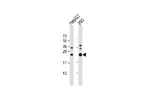 All lanes : Anti-RAB5C Antibody (C-term) at 1:1000 dilution Lane 1: HepG2 whole cell lysate Lane 2: 293 whole cell lysate Lysates/proteins at 20 μg per lane.
