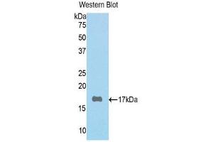 Western Blotting (WB) image for anti-Periostin (POSTN) (AA 500-630) antibody (ABIN1078431) (Periostin Antikörper  (AA 500-630))