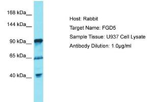 Host: Rabbit Target Name: FGD5 Sample Tissue: Human U937 Whole Cell Antibody Dilution: 1ug/ml