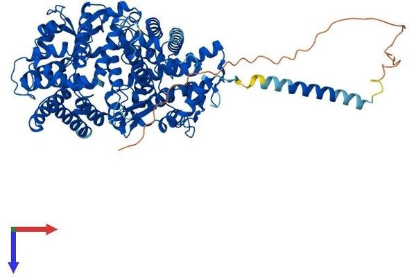 ECE1 Protein (AA 1-770) (His tag)