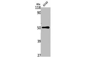 Western Blot analysis of A549 cells using NK-3R Polyclonal Antibody