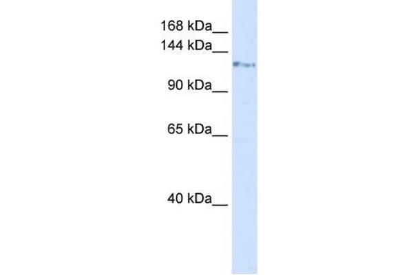 KIF5C Antikörper  (N-Term)