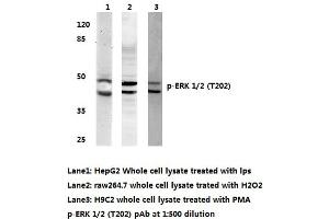 Western blot (WB) analyzes of p-ERK 1/2 antibody (ERK1/2 Antikörper  (pThr202))