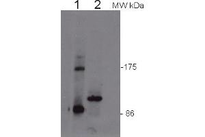 Image no. 1 for anti-Eukaryotic Translation Initiation Factor 2C, 4 (EIF2C4) antibody (ABIN3197495) (AGO4 Antikörper)