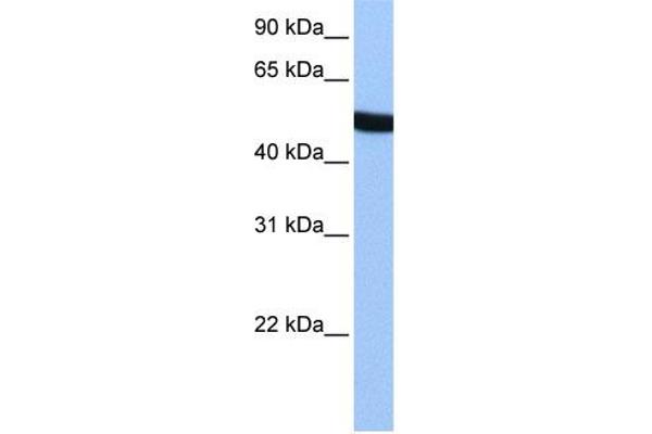 SPATA6 Antikörper  (Middle Region)