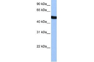WB Suggested Anti-SPATA6 Antibody Titration: 0.