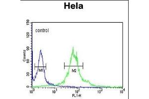 IPO11 Antibody (N-term) (ABIN652718 and ABIN2842476) flow cytometric analysis of Hela cells (right histogram) compared to a negative control cell (left histogram). (Importin 11 Antikörper  (N-Term))