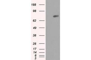 Image no. 2 for anti-RalA Binding Protein 1 (RALBP1) antibody (ABIN1500590) (RALBP1 Antikörper)