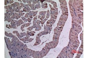 Immunohistochemistry (IHC) analysis of paraffin-embedded Mouse Muscle, antibody was diluted at 1:100. (UBE4A Antikörper  (N-Term))