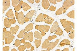 ABIN6263022 and ABIN6277537 at 1/100 staining Mouse muscle tissue by IHC-P. (LUM Antikörper  (N-Term))