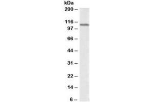 Western blot testing of human kidney lysate with LSD1 antibody at 0. (LSD1 Antikörper)