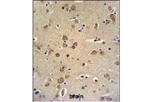 GABRG3 Antibody (N-term) (ABIN650995 and ABIN2840029) IHC analysis in formalin fixed and paraffin embedded brain tissue followed by peroxidase conjugation of the secondary antibody and DAB staining. (GABRG3 Antikörper  (N-Term))