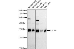 Western blot analysis of extracts of various cell lines, using PLSCR3 antibody (ABIN7269355) at 1:1000 dilution. (PLSCR3 Antikörper)