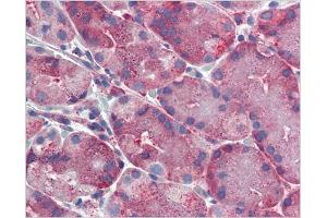 Immunohistochemical staining of Stomach using AP31138PU-N ERP44 antibody (ERP44 Antikörper  (C-Term))