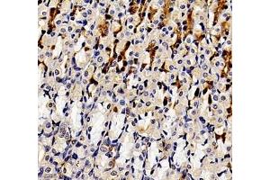 Immunohistochemistry of paraffin embedded rat stomach using ANXA3 (ABIN7073065) at dilution of 1: 300 (400x lens) (Annexin A3 Antikörper)