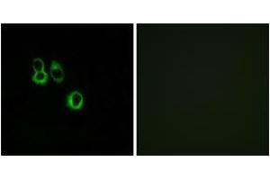 Immunofluorescence analysis of MCF7 cells, using OR3A2/3 Antibody.