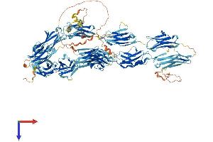 MYBPC3 Protein (AA 1-1274) (His tag)