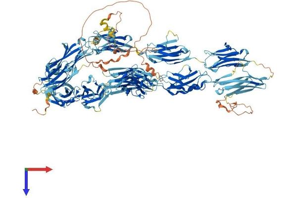 MYBPC3 Protein (AA 1-1274) (His tag)