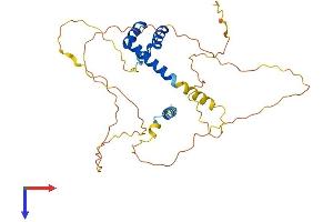 ALX1 Protein (AA 1-326) (His tag)