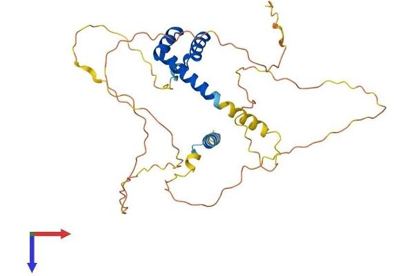 ALX1 Protein (AA 1-326) (His tag)