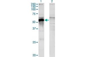 Western Blot analysis of POU3F2 expression in transfected 293T cell line by POU3F2 monoclonal antibody (M01), clone 6F6.