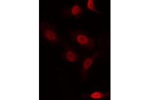 ABIN6266954 staining NIH-3T3 by IF/ICC. (ZNF287 Antikörper)